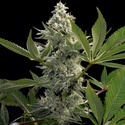 Glowstarz (Paradise Seeds) feminizowane