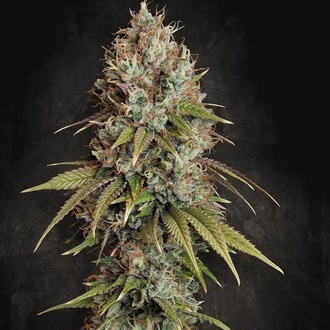 Highway 66 (Paradise Seeds) feminizowane