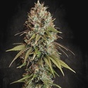Highway 66 (Paradise Seeds) feminizowane