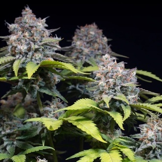Highway 66 (Paradise Seeds) feminizowane