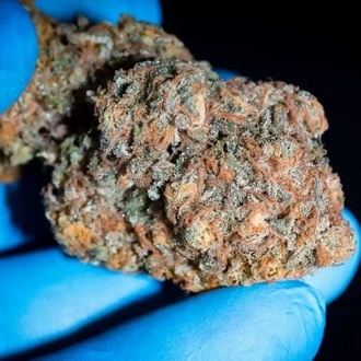 Highway 66 (Paradise Seeds) feminizowane