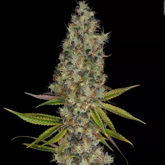 Rainbow Road (Paradise Seeds) nasiona marihuany feminizowane