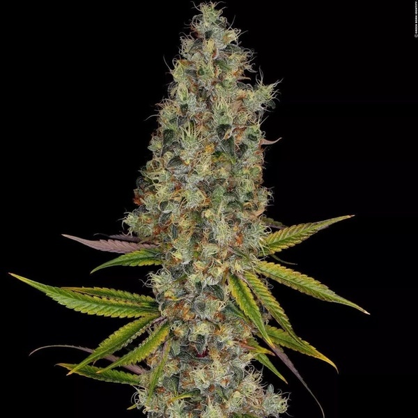 Rainbow Road (Paradise Seeds) nasiona marihuany feminizowane