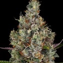 Rainbow Road (Paradise Seeds) nasiona marihuany feminizowane
