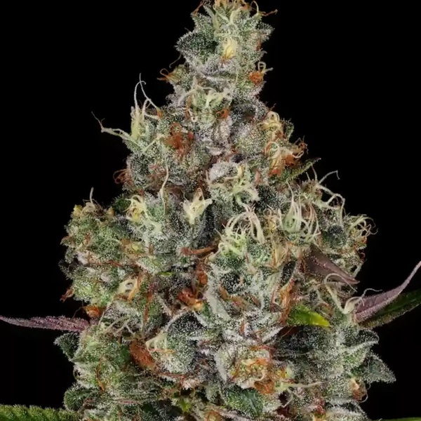 Rainbow Road (Paradise Seeds) nasiona marihuany feminizowane
