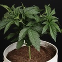 Sunset Paradise (Paradise Seeds) feminizowane