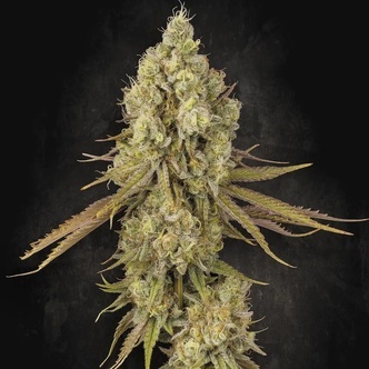 Tangerine Sorbet (Paradise Seeds) feminizowane