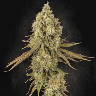 Tangerine Sorbet (Paradise Seeds) feminizowane