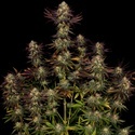Tangerine Sorbet (Paradise Seeds) feminizowane