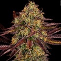 Tangerine Sorbet (Paradise Seeds) feminizowane