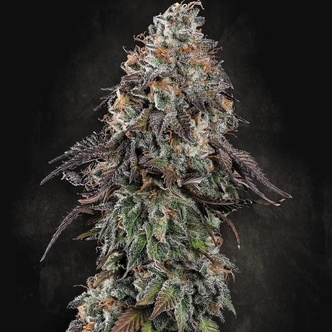 White Noise (Paradise Seeds) feminizowane