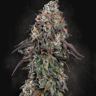 White Noise (Paradise Seeds) feminizowane