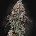 White Noise (Paradise Seeds) feminizowane