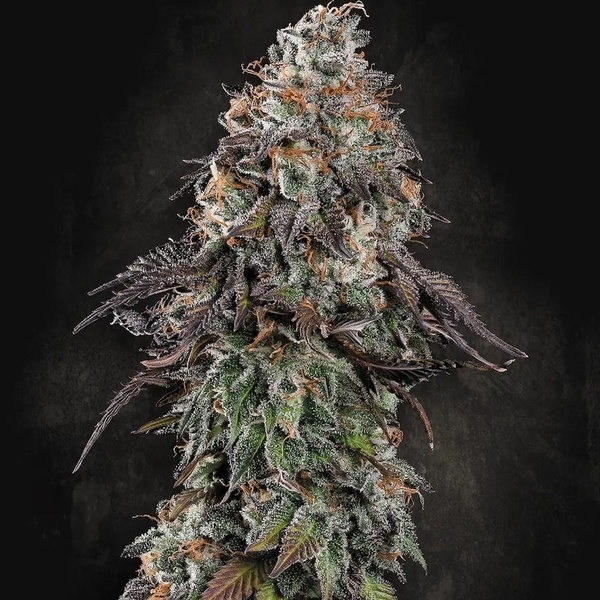 White Noise (Paradise Seeds) feminizowane