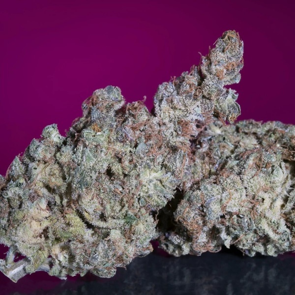 White Noise (Paradise Seeds) feminizowane