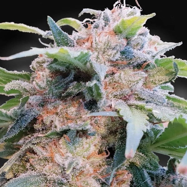 CBDream (Paradise Seeds) feminizowane