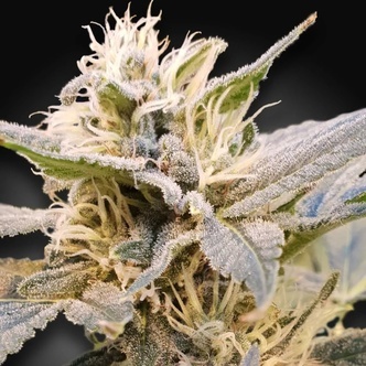 CBDelight (Paradise Seeds) feminizowane