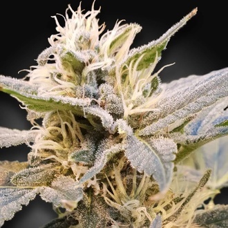 CBDelight (Paradise Seeds) feminizowane