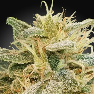 CBDrelief (Paradise Seeds) feminizowane