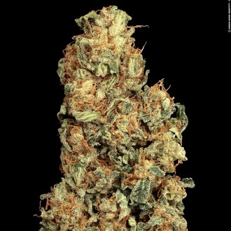 Vertigo Automat (Paradise Seeds) nasiona marihuany feminizowane