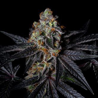 Diamond Dust (Pure Instinto) nasiona marihuany feminizowane