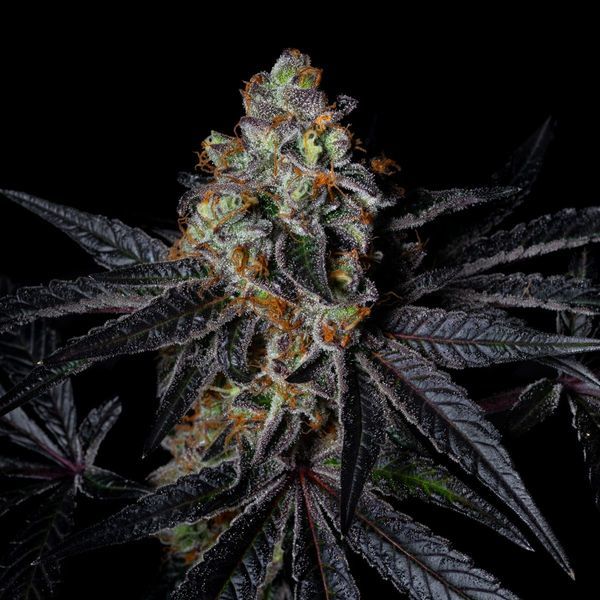 Diamond Dust (Pure Instinto) nasiona marihuany feminizowane