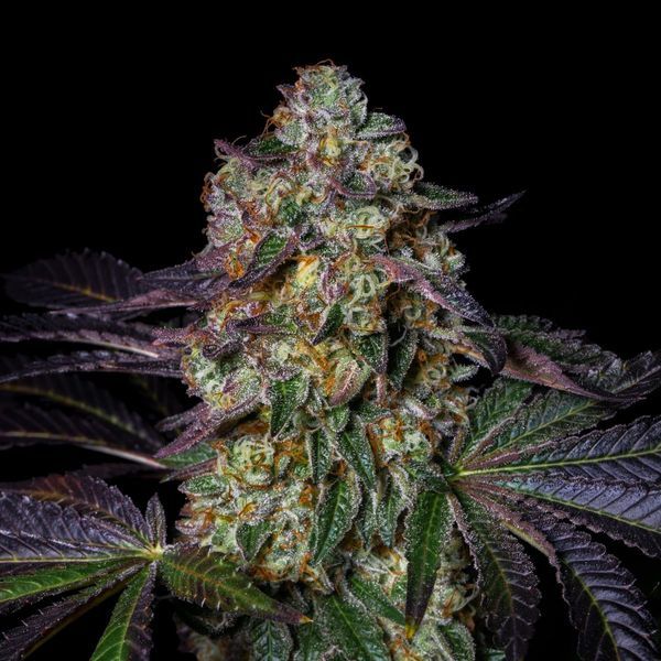 Kushmallow (Pure Instinto) feminizowane