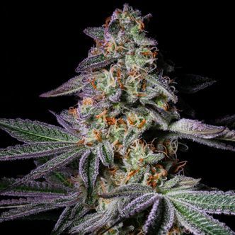 Pure Glitter (Pure Instinto) feminizowane