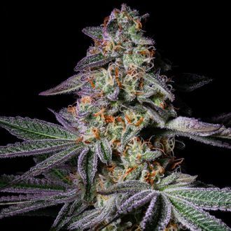 Pure Glitter (Pure Instinto) feminizowane