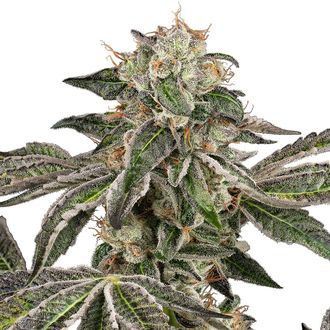 Runtz Automat (White Label) feminizowane