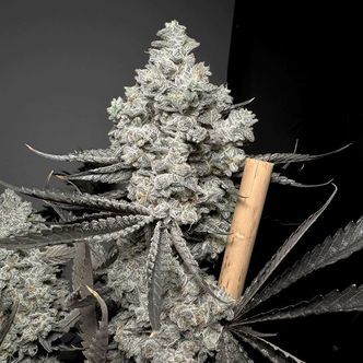 Barf Breath (Solfire Gardens) feminizowane