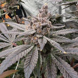 Gasserole (Solfire Gardens) feminizowane