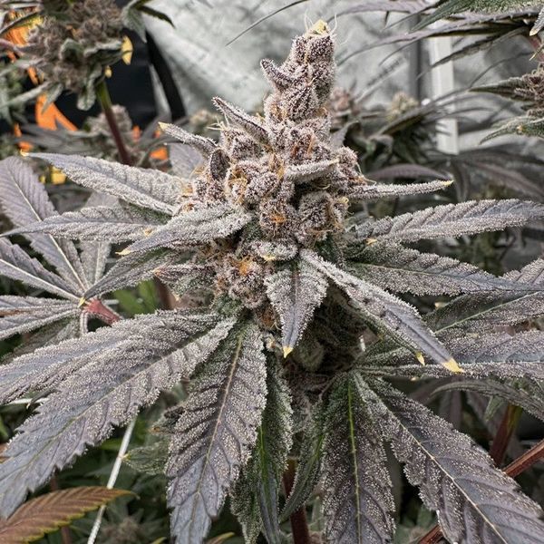 Gasserole (Solfire Gardens) feminizowane