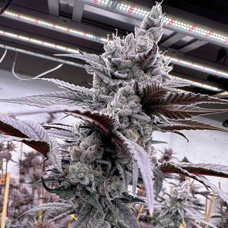 Lung Buster (Solfire Gardens) feminizowane