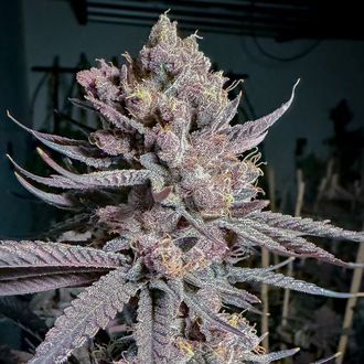 Ripe (Solfire Gardens) feminizowane