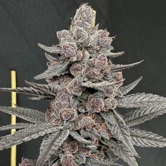 Sinfero (Solfire Gardens) feminizowane