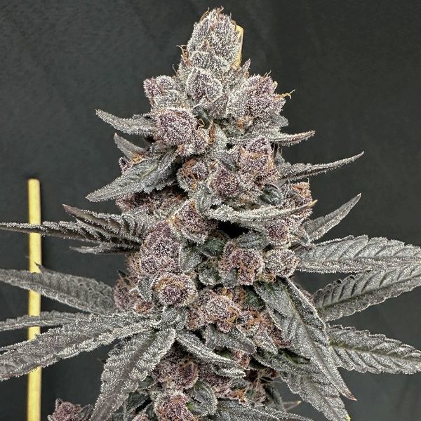 Sinfero (Solfire Gardens) feminizowane