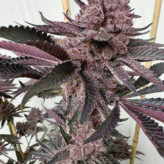 Strawmata (Solfire Gardens) feminized