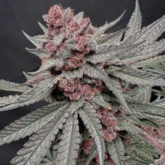 Terpgasm (Solfire Gardens) feminizowane