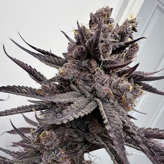 Trap God (Solfire Gardens) feminizowane