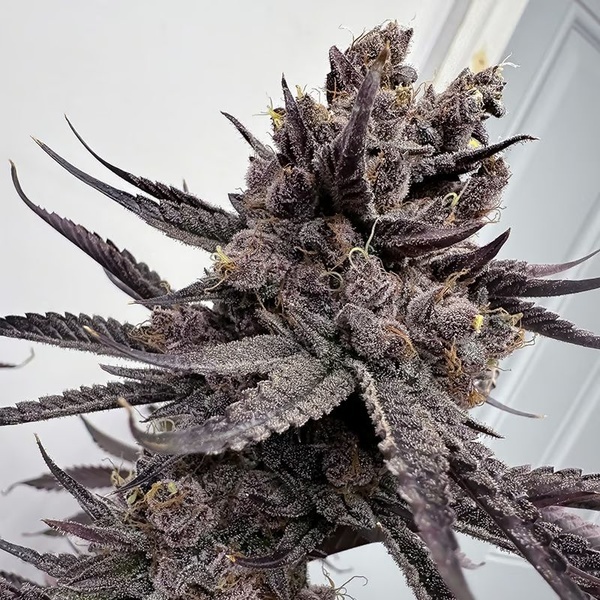 Trap God (Solfire Gardens) feminizowane