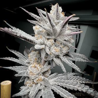 Trich Beast (Solfire Gardens) feminizowane