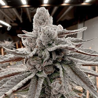 Yummy Yummy (Solfire Gardens) feminizowane