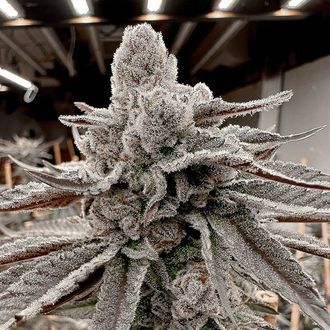 Yummy Yummy (Solfire Gardens) feminizowane