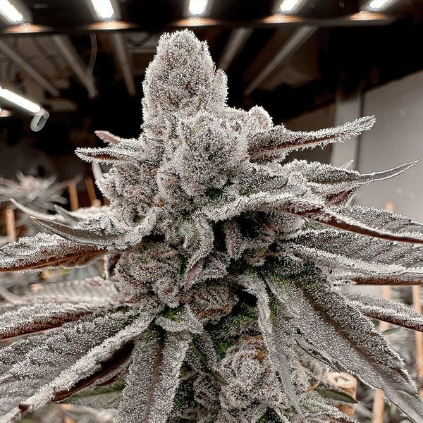 Yummy Yummy (Solfire Gardens) feminizowane