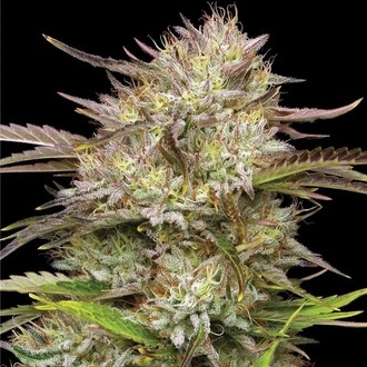 California Haze (Humboldt Seed Company) feminizowane