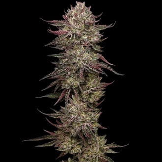 Chicken N' Wafflez (Humboldt Seed Company) nasiona marihuany feminizowane