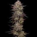 Chicken N' Wafflez (Humboldt Seed Company) nasiona marihuany feminizowane