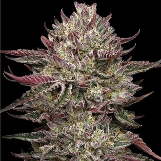 Chicken N' Wafflez (Humboldt Seed Company) nasiona marihuany feminizowane