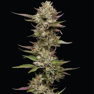 Moon Fog (Humboldt Seed Company) nasiona marihuany feminizowane